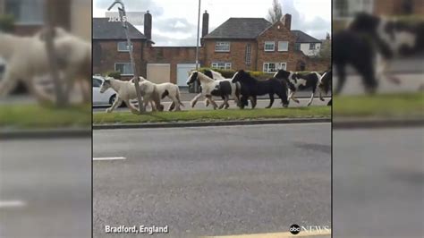 horses loose in london youtube